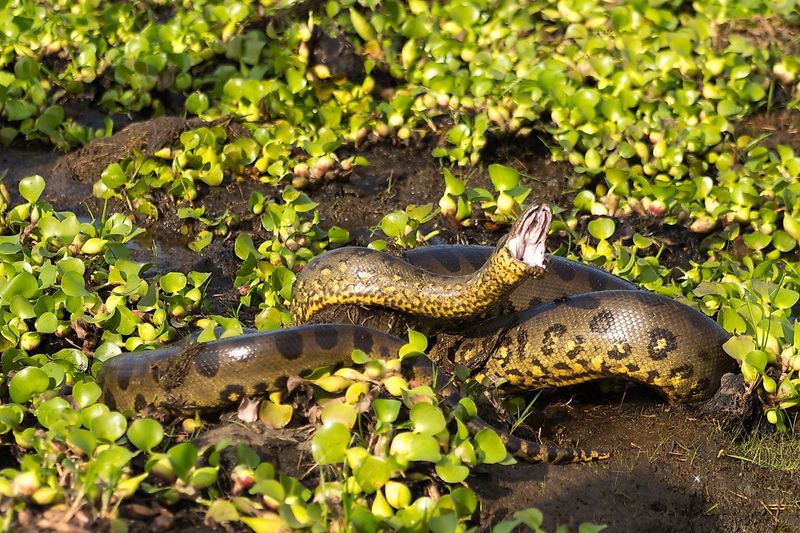Massive Boa Constrictor Found In Ecuador