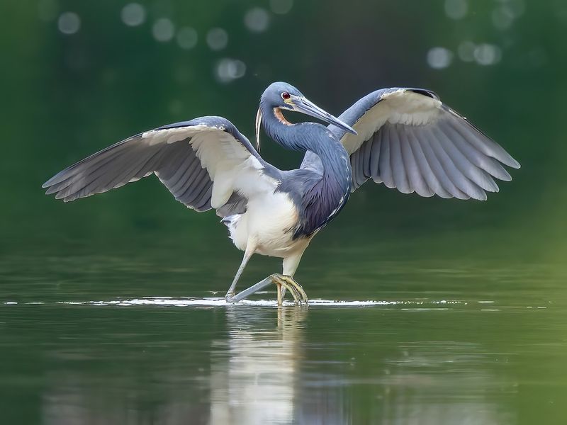 Tricolored Heron – The Nimble Shoreline Acrobat