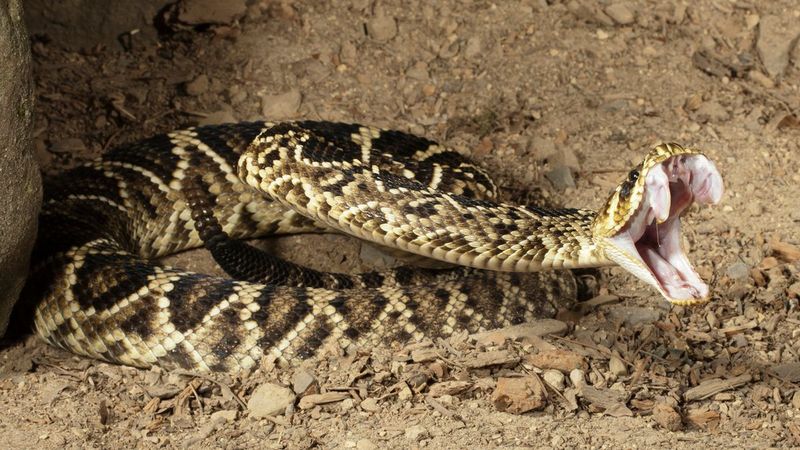 Velocity Venom: Western Diamondback Rattlesnake