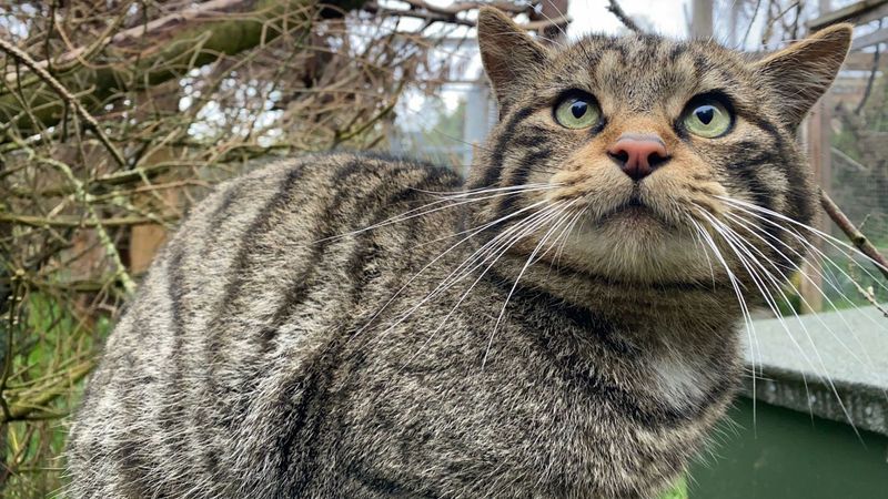 European Wildcat + Domestic Cat