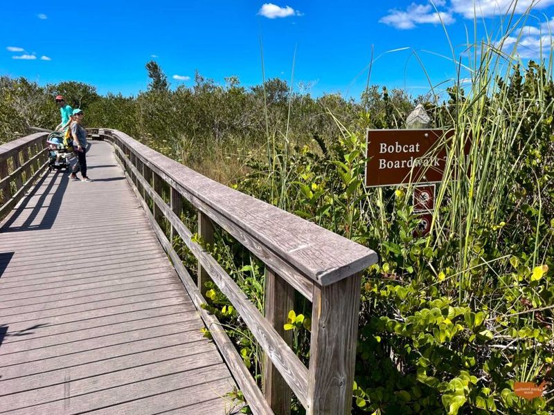 Everglades' Bobcat Boardwalk