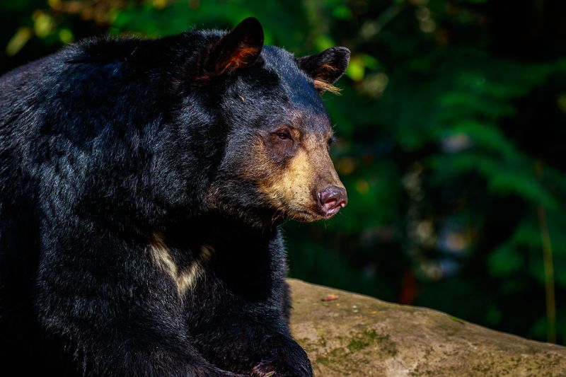 Bears