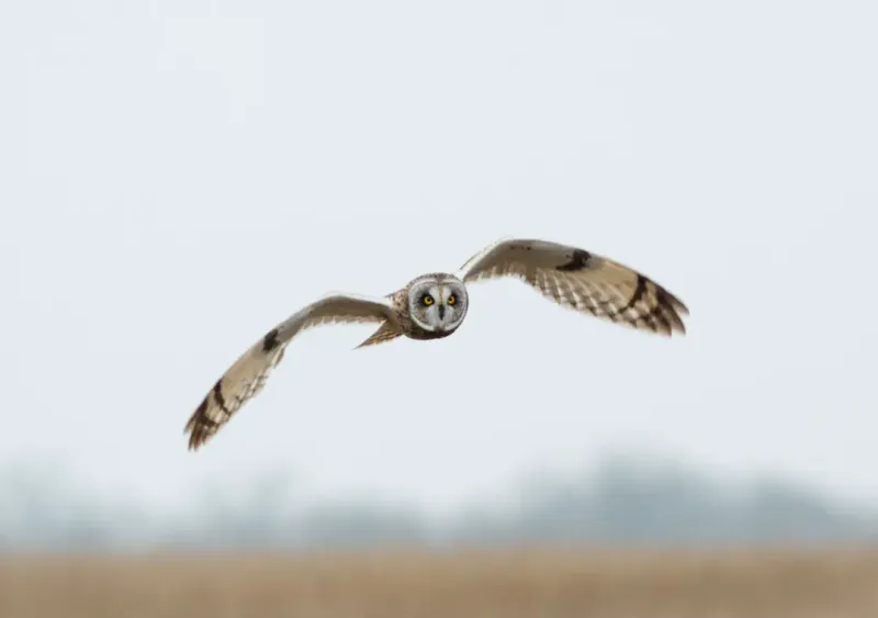 Burrowing Owls In Forgotten Gardens