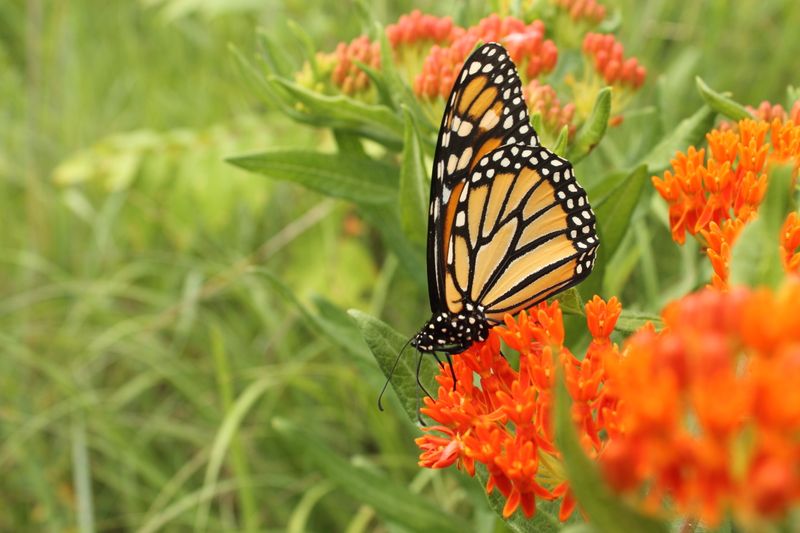 Pollinators Buzz Through Forest Edges