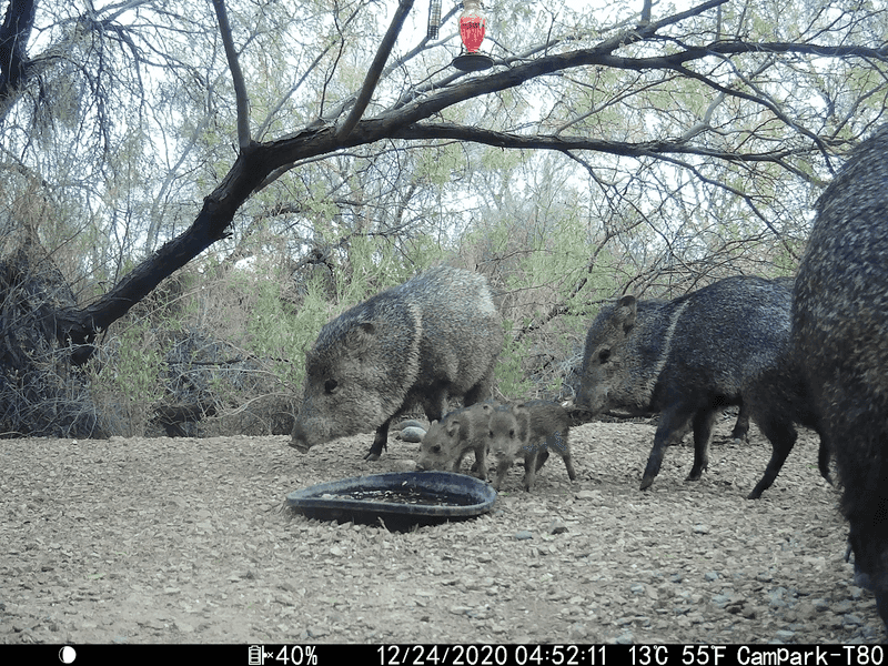 Javelinas Creating Community Pathways