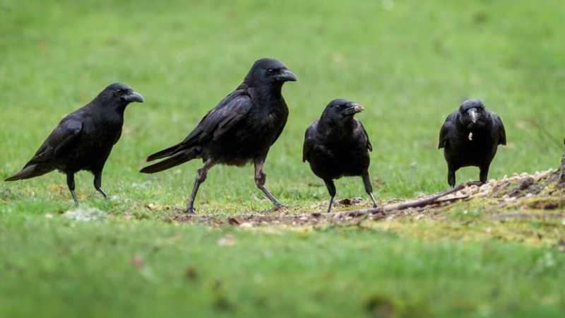 Crows and Ravens: Feathered Bullies