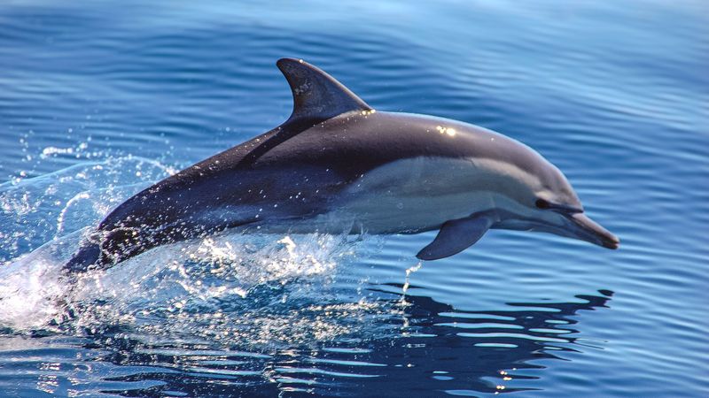 Echolocation's Hidden Purpose