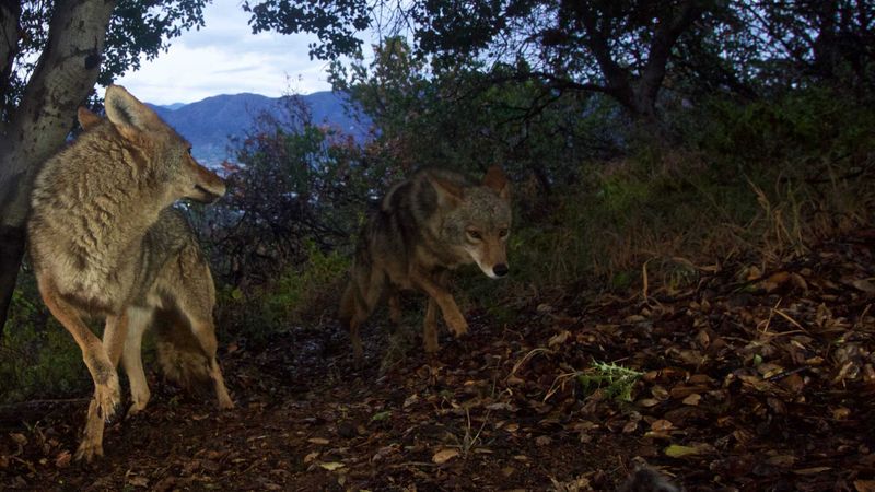 Mutual Prey Creates Conflict Zones