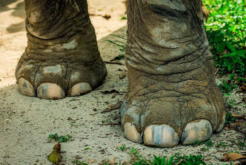 Foot Structure