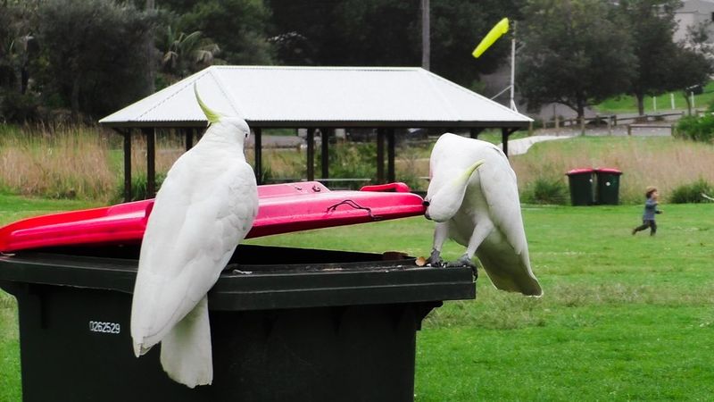 Cultural Traditions Among Flocks