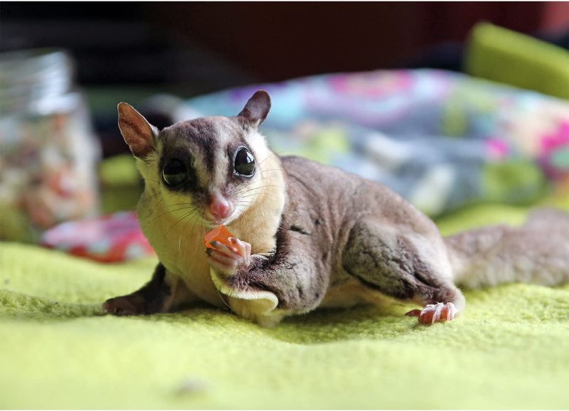 Papaya Chunks