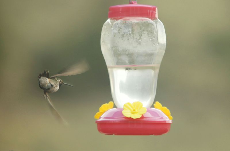 Using Unsterilized Containers