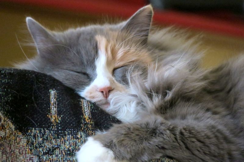 Sensitive Dilute Calicos