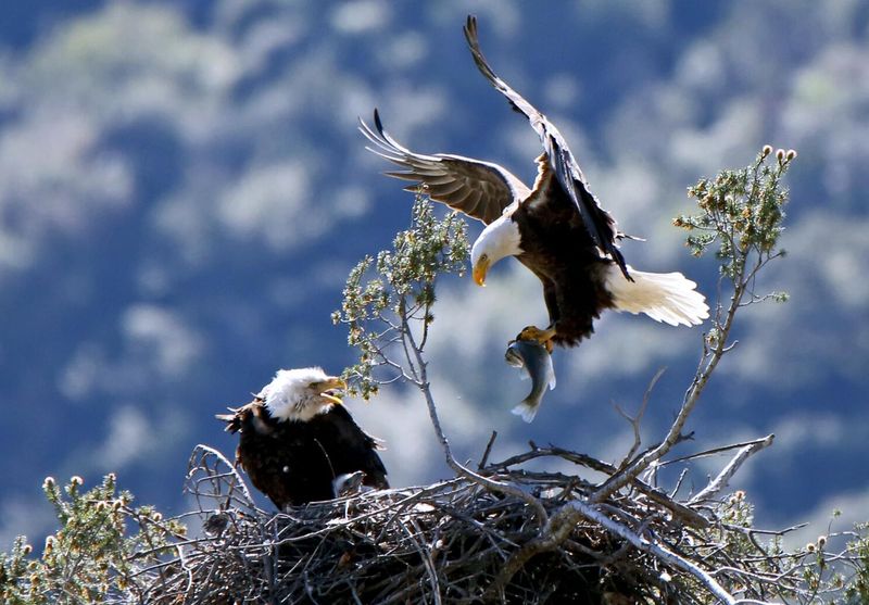 Soaring Bald Eagles