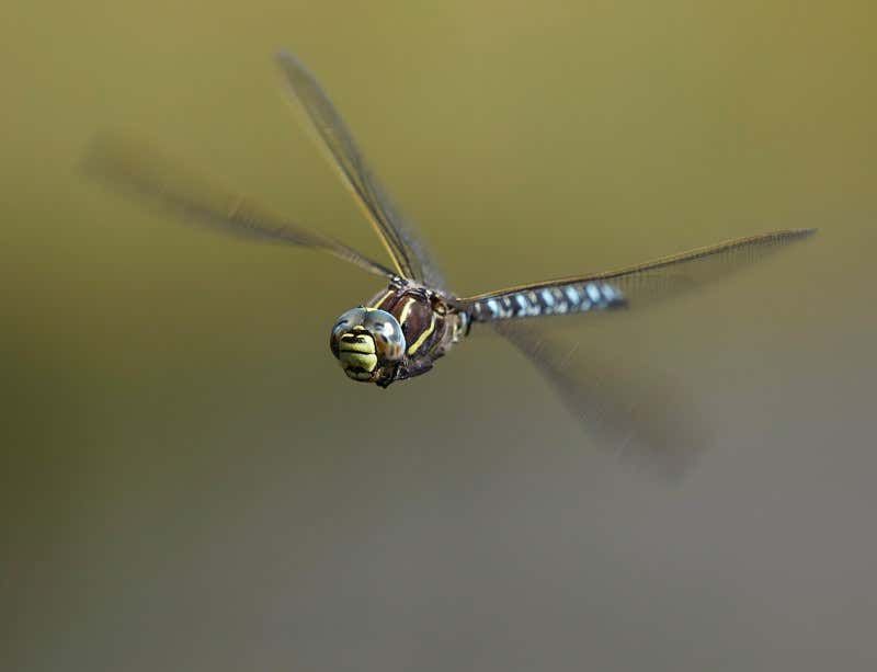 Dragonfly: Speed Demon Of The Skies