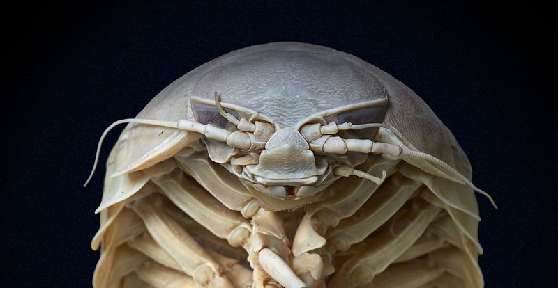 Giant Isopod