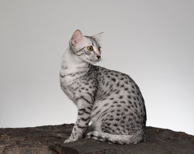 Egyptian Mau