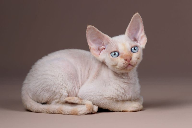 Devon Rex: Elfin Mood Lifters
