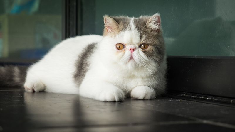 Exotic Shorthair: Teddy Bear Cats With Chill Vibes