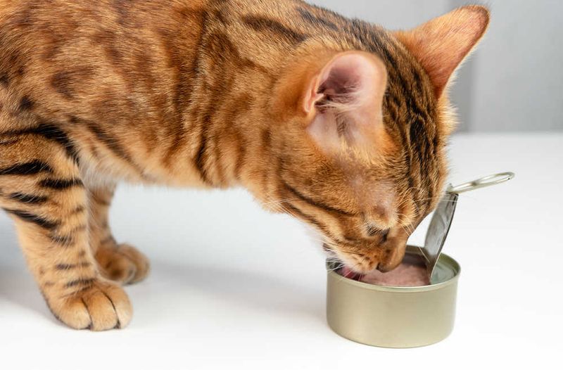 Tuna Juice - Fishy Temptation