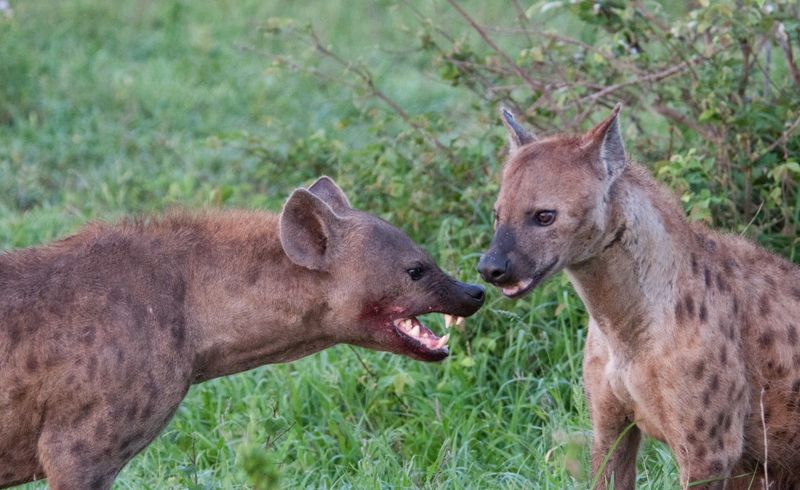 Fresh Hunters, Not Just Scavengers