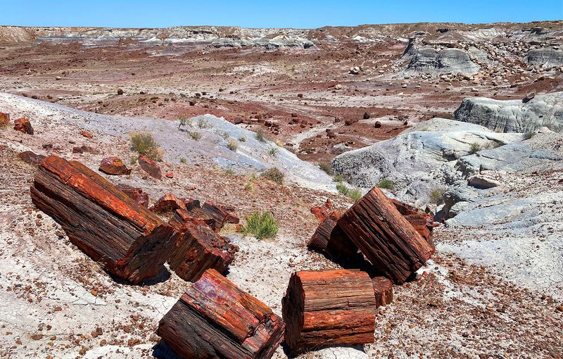 Petrified Paradise At Petrified Forest National Park, Arizona