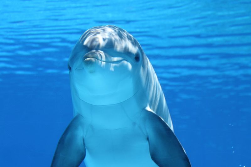 Dolphins: Marine Guardians And Playmates