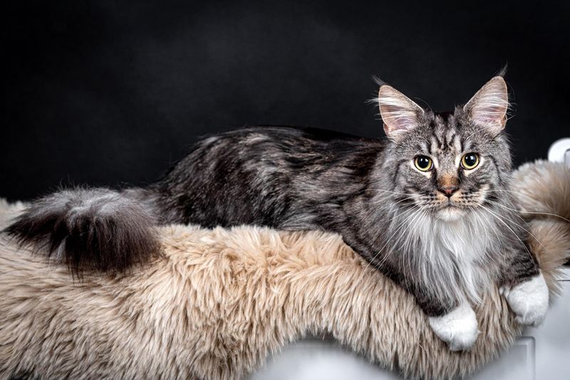 Laid-back Loungers: Maine Coon For Relaxed Personalities