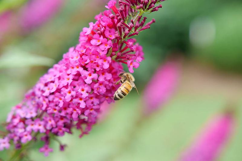 Butterfly Bush: Nectar Fountain