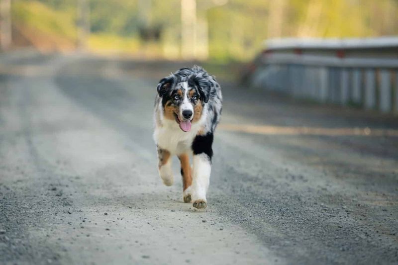 Australian Shepherd – The Tireless Ranch Hand