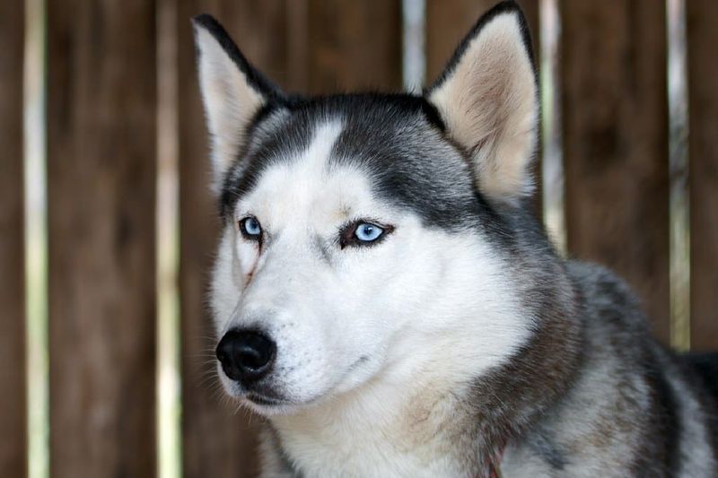 Siberian Husky – The Beautiful Escape Artist