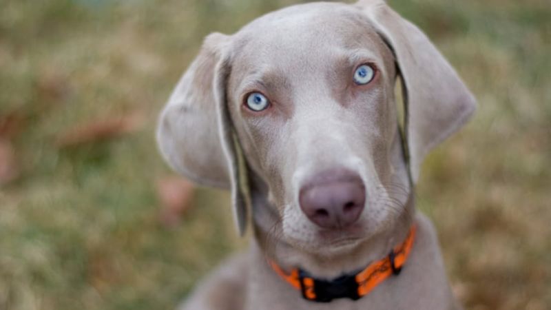Weimaraner