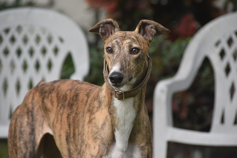 Greyhound: Surprising Apartment Bargain