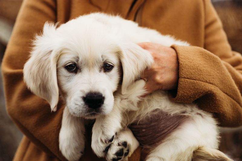 Golden-Hearted Therapists