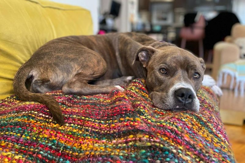 Boxer Mixes: Playful Pack Members