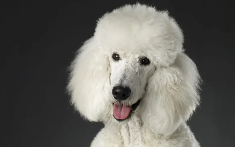 Poodle: The Elegant Mastermind