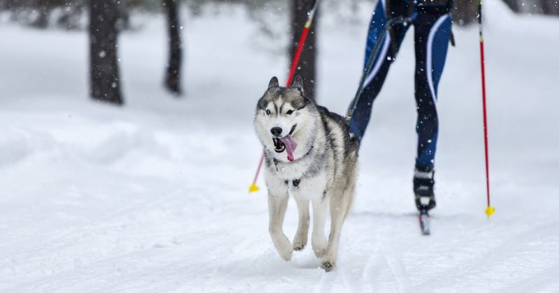 Siberian Husky: Your Winter Sports Companion