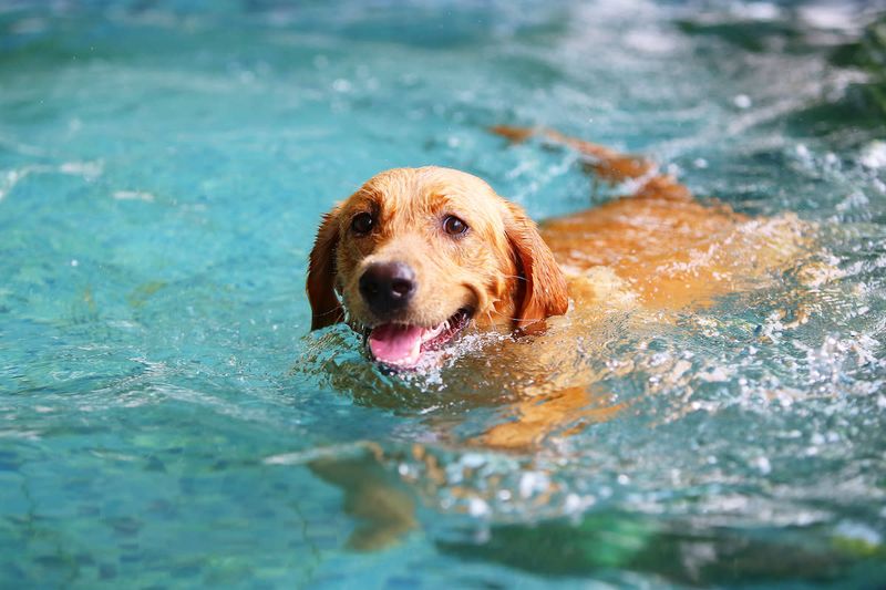 Labrador Retriever: Water Wonder