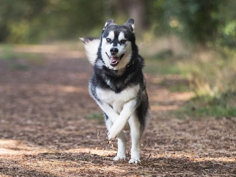 Siberian Husky: The Escape Artist With Wanderlust