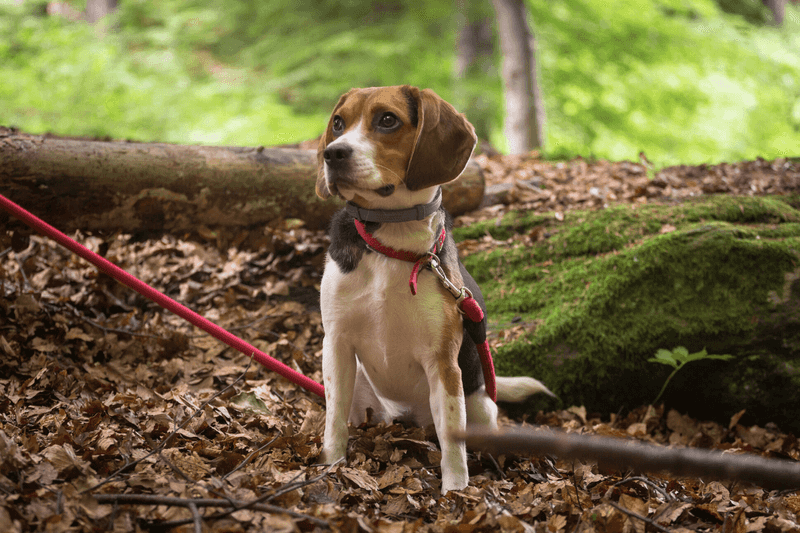Beagle