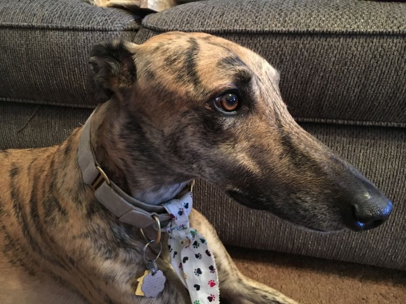Greyhounds Shake Like Leaves
