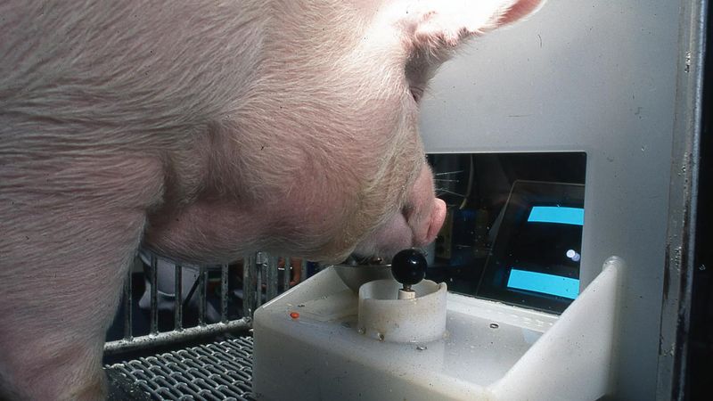 Pigs: Underestimated Barnyard Brainboxes