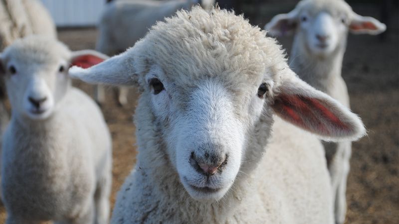Sheep: Wooly Individuals With Family Status