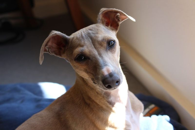 Greyhounds: Racing Champions With Delicate Nerves