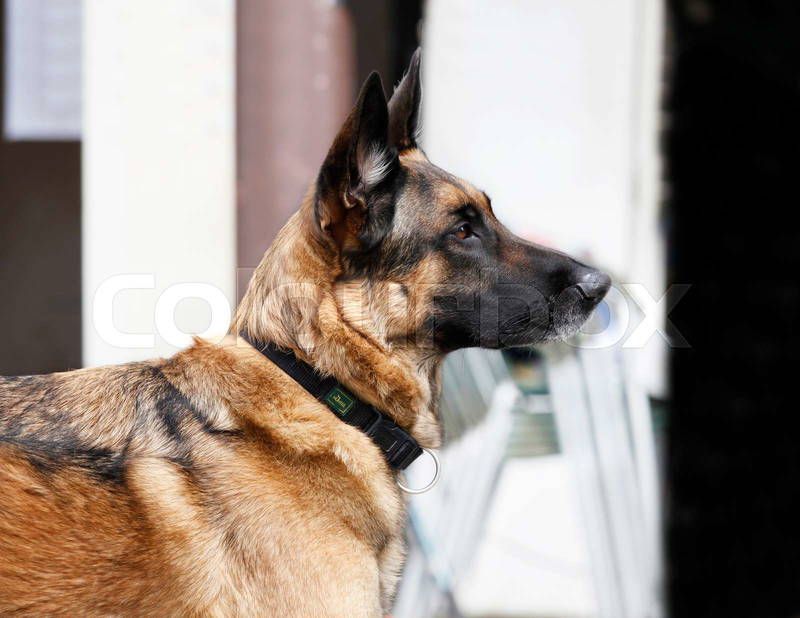 German Shepherds: The Loyal Interpreters