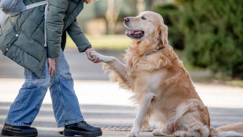 Golden Retrievers: The Sunshine Listeners
