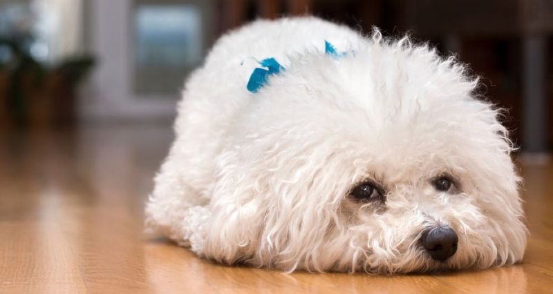 Bichon Frise: Separation Anxiety Specialists