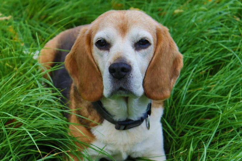 Beagles: Nose-Driven Troublemakers