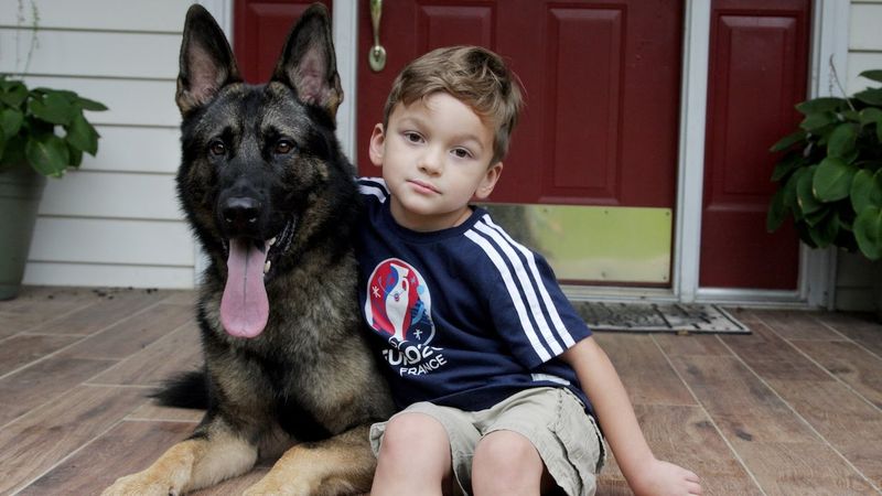 German Shepherds