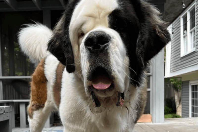 Saint Bernards Bring Mountains of Drool